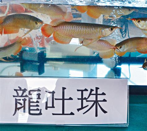 香港玉女 龍吐珠魚價錢
